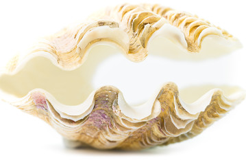 Sea shell