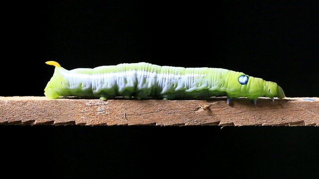 Macro close up Caterpillar walking on wood stick.