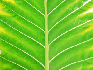 Abstract of leaf background