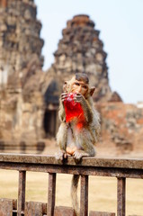 Monkey in Lopburi Thailand