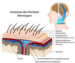 Obraz premium Anatomie der Hirnhaut, Meningen