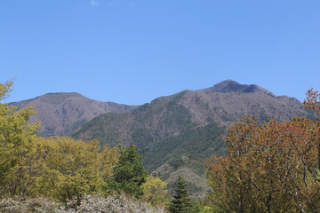 tree and mountain view