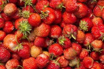 Strawberries carpet