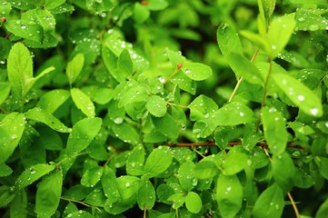 Fresh spring green grass