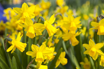 Naklejka premium Field of yellow daffodils - narcissus flowers