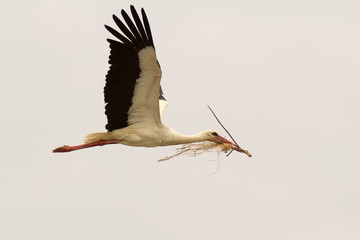 White Stork Flying