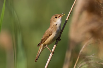 European Reed Warbler