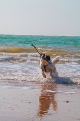 dog enjoying a stick on the beach