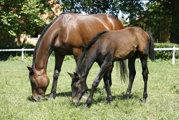 Fototapeta premium Mare and her foal in meadow