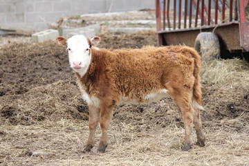 Calf in Small Paddock
