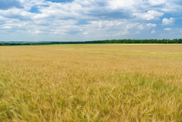 Ukrainian summer landscape with wheat field