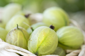 Stachelbeeren im Körbchen