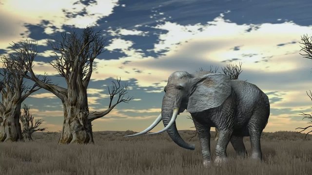 elephant walks through savanna - green screen