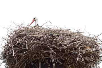 stork in his nest isolated on white background