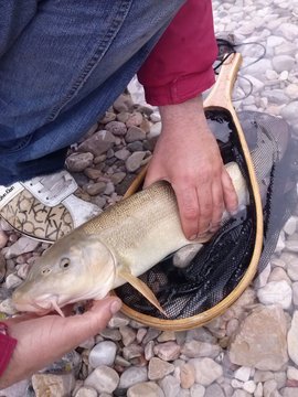 pesce barbo