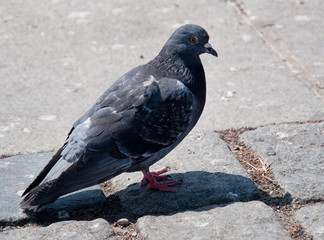Pigeon