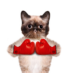 cat with big red gloves