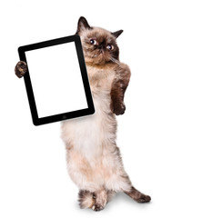 cat holding a blank tablet