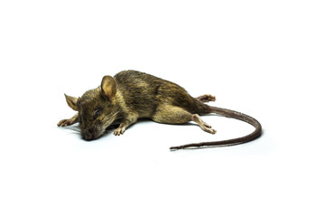 Dead rat