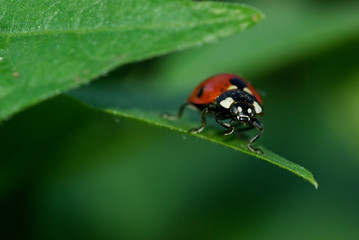Coccinelle