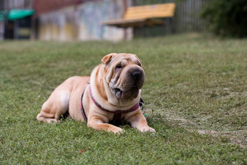 sharpei dog