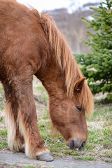 Icelandic horse grazing