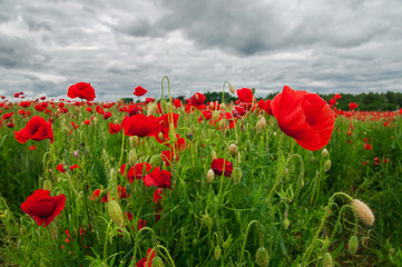 Poppy field