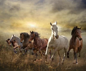 Fotobehang herd of horses galloping free at sunset © SashaS