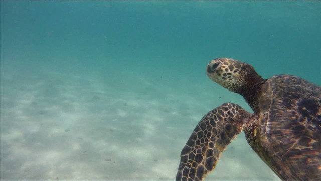 Sea Turtles Sequence