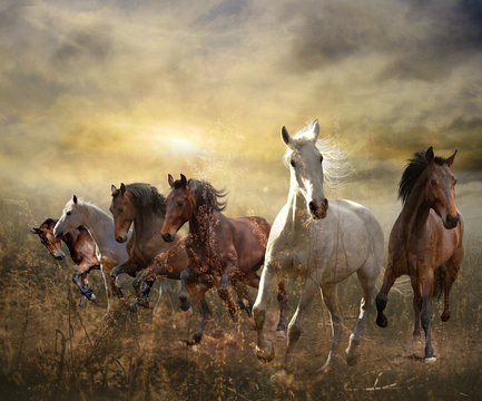 Fototapeta stado koni galopujących swobodnie o zachodzie słońca