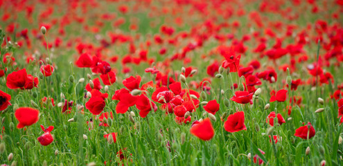 Obraz premium Poppy background