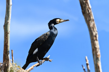 cormorant (phalacrocorax carbo)