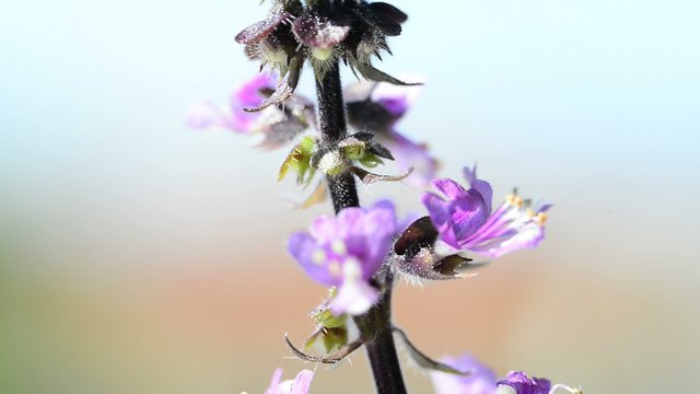 Basilikum, Nahaufnahme einer Bl&uuml;te