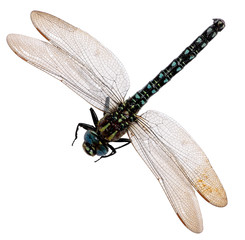dragonfly isolated on white background.