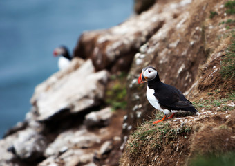 Puffin on Icelandic Cliffside