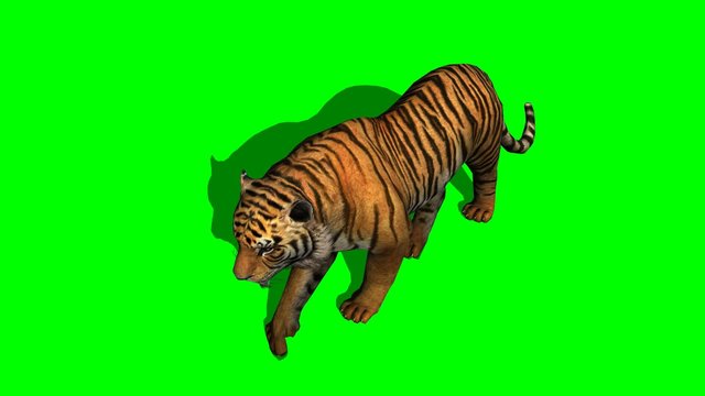 tiger walks on green screen