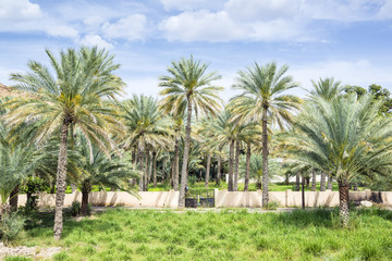 Fototapeta na wymiar Birkat al błoto palmy