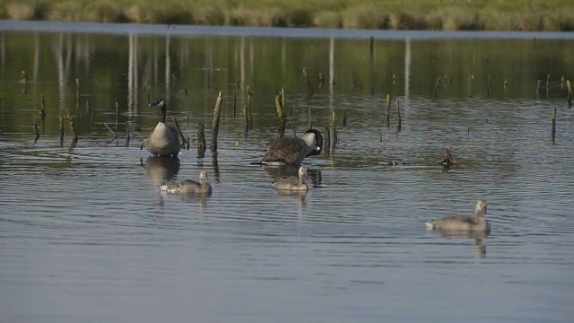 Kanadagans Branta canadensis