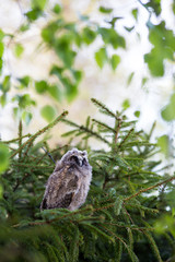 Sleepy long-eared owl chick