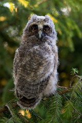Portrait of long-eared owl chick