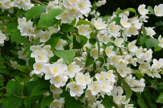Jasminbl&uuml;ten bl&uuml;hen am Strauch
