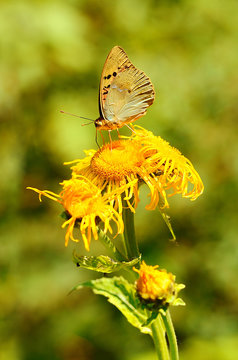 Butterfly on a wildflower at summer