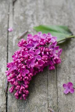 Fresh flowers of lilac on wooden background