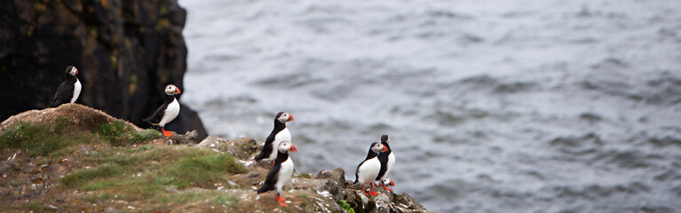 Fototapeta premium Puffins on Icelandic Cliff