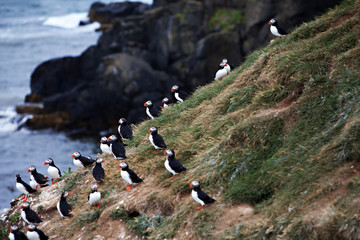 Puffins on Icelandic Cliff