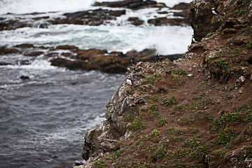 Puffins on Icelandic Cliff