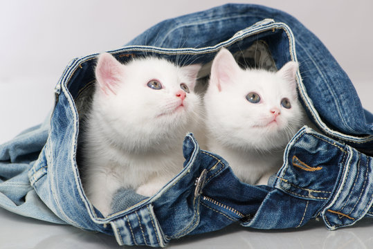 Britisch Kurzhaar Kitten