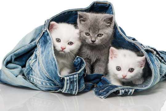 Britisch Kurzhaar Kitten