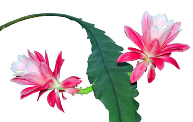 Epiphyllum cactus flowers