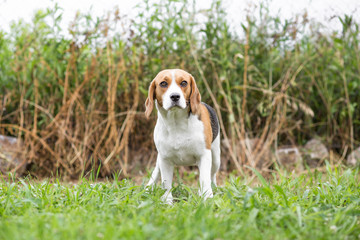 Dog outdoors - Beagle